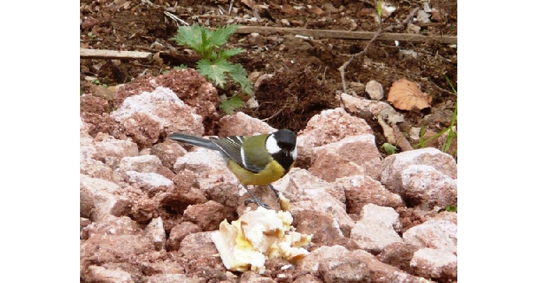 mésange charbonnière photographiée en mai 2010 à Martimpré